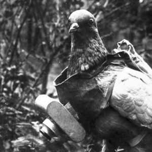 Group of pigeons, trained to return to the front lines, were dropped into occupied areas together with the parachutists and were kept there until soldiers had messages to send back. WWI Riddles Now