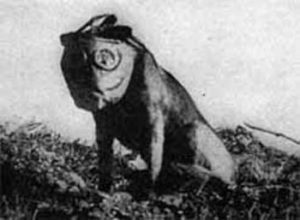 During WWI, Dogs were used as messengers and carried orders to the front lines in capsules attached to their bodies Riddles Now