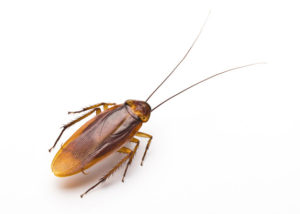 The cockroaches hiss when surprised, when challenging other cockroaches to a fight and when trying to attract mates amazing facts Riddles Now