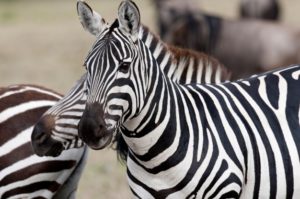 Scientists can identify individual zebras by "scanning" their stripes like a barcode amazing facts riddles now